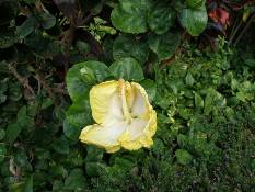 02_Hawaii_2 149.jpg (64454 bytes)